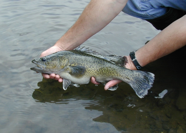 River closures to protect Eastern freshwater cod